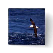 Black-Browed Albatross In Flight Pinback Button