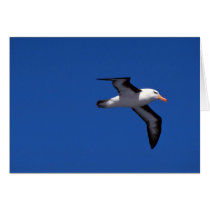 Black-Browed Albatross In Flight Cards