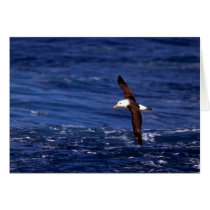 Black-Browed Albatross In Flight Greeting Card