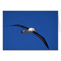 Black-Browed Albatross In Flight Cards