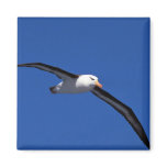 Black-Browed Albatross In Flight Magnets