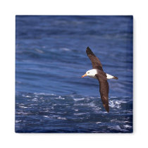 Black-Browed Albatross In Flight Fridge Magnets