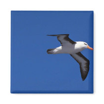 Black-Browed Albatross In Flight Refrigerator Magnet