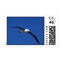 Black-Browed Albatross In Flight Stamp