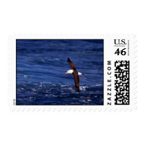 Black-Browed Albatross In Flight Postage Stamp