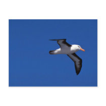 Black-Browed Albatross In Flight Post Card