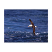 Black-Browed Albatross In Flight Post Cards