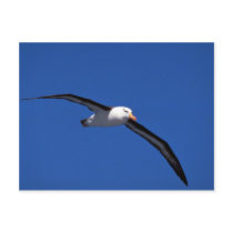 Black-Browed Albatross In Flight Postcards
