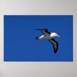 Black-Browed Albatross In Flight Poster