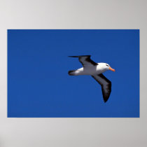 Black-Browed Albatross In Flight Poster