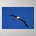 Black-Browed Albatross In Flight posters