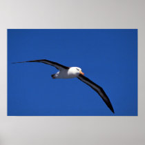 Black-Browed Albatross In Flight Poster
