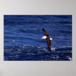 Black-Browed Albatross In Flight posters