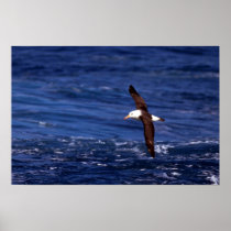 Black-Browed Albatross In Flight Print