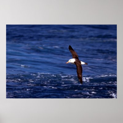 Black-Browed Albatross In Flight Print by lolanimals