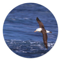 Black-Browed Albatross In Flight Sticker