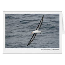 Black-browed Albatross in the Drake Passage Card
