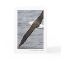 Black-browed Albatross in the Drake Passage Greeting Cards