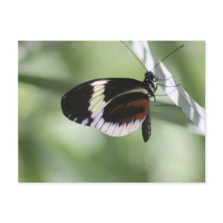 Black Brown and White Butterfly Postcard postcard