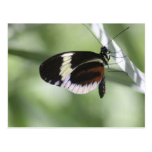 Black Brown and White Butterfly Postcard