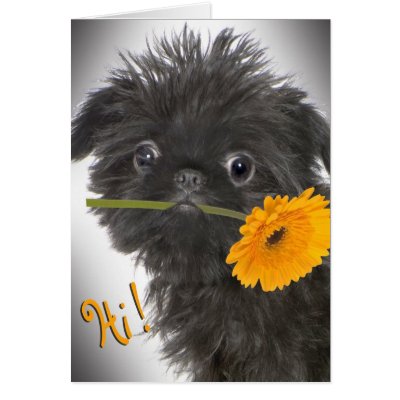 Black Brussels Griffon Daisy