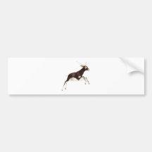 Black Buck Antelope Bumper Sticker