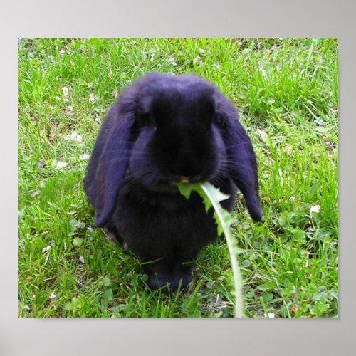 Free Images Of Rabbits. Free Rabbit Pictures