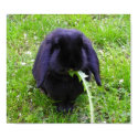 Black Bunny posters