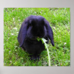 Black Bunny posters