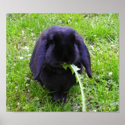 Black Bunny Posters by ivanka
