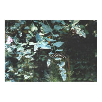 Black Butterflies posters