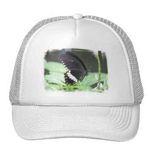 Black Butterfly Baseball Hat