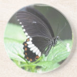 Black Butterfly Coaster