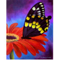 Black Butterfly Daisy Painting - Multi photo sculptures