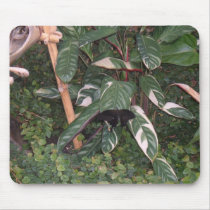 Black Butterfly mousepads