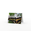 Black Butterfly Note Card