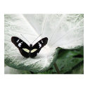 Black Butterfly on Caladium Leaf posters by patsarts Black Butterfly on Caladium Leaf posters