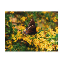 Black Butterfly on Clove Bush Postcard by rfhoffer Black Butterfly on Clove Bush Postcard