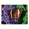 Black Butterfly on Heliotrope print