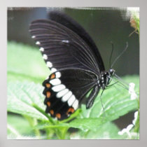 Black Butterfly Poster