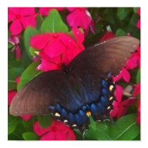 Black Butterfly posters
