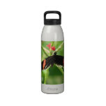Black Butterfly with Pink Water Bottle  