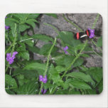 Black Butterfly with Red wing Stripes Mousepad mousepads