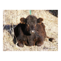 Black Calf 1 posters by PrairiePrints Black Calf 1 posters