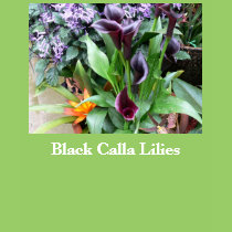 Black Calla Lilies t-shirts