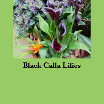Black Calla Lilies t-shirts