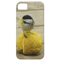 Black-cap chickadee having a ball Iphone 5 cover.