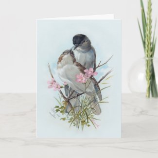 Black Cap Warblers Greeting Card