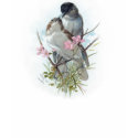 Black Cap Warblers t-shirts
