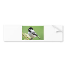 Black Capped Chickadee Bumper Sticker